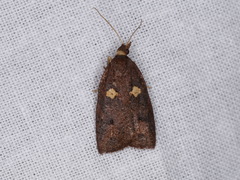 Planotortrix excessana