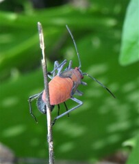 Leptocoris
