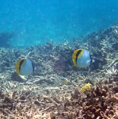 Chaetodon lineolatus