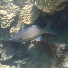 Plectropomus leopardus