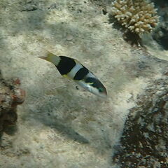 Thalassoma nigrofasciatum