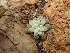 Sedum creticum