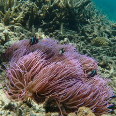 Heteractis crispa