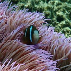 Amphiprion akindynos
