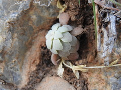 Sedum creticum