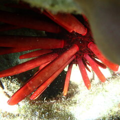 Heterocentrotus mamillatus