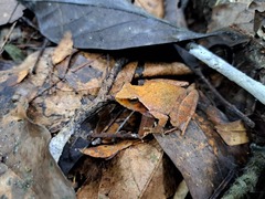 Phrynobatrachus auritus