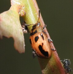 Calomela crassicornis