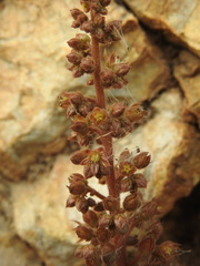 Sedum creticum