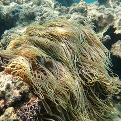 Heteractis crispa