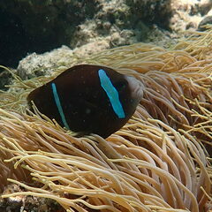 Amphiprion akindynos