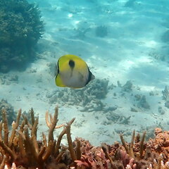 Chaetodon unimaculatus