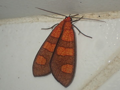 Elysius