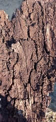 Scolytus