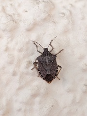 Halyomorpha halys