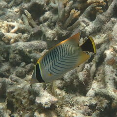 Chaetodon trifascialis