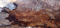 Scolytus