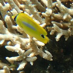 Chaetodon plebeius