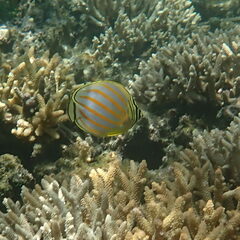 Chaetodon ornatissimus