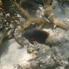 Pomacentrus chrysurus