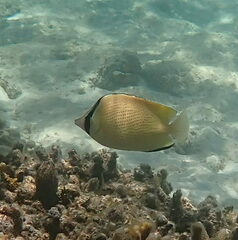 Chaetodon citrinellus