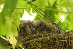 Streptopelia chinensis