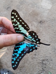 Graphium antheus