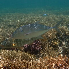 Caranx papuensis