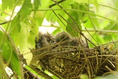 Streptopelia chinensis