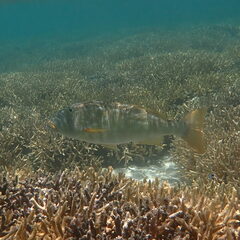 Lethrinus xanthochilus