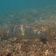 Lethrinus xanthochilus