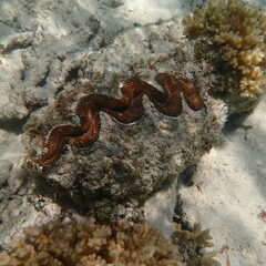 Tridacna noae