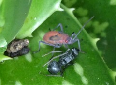 Leptocoris