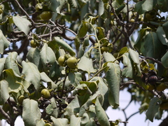Diospyros montana