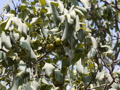 Diospyros montana