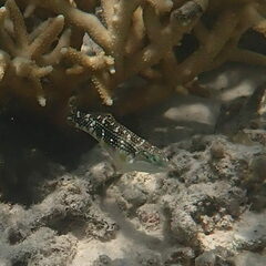 Halichoeres margaritaceus