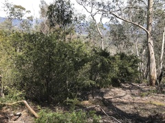 Acacia riceana