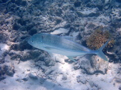 Caranx papuensis