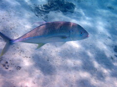 Caranx papuensis