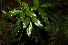 Actephila mooreana