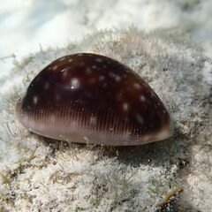 Lyncina vitellus