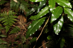 Actephila mooreana