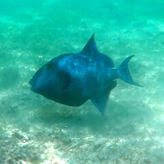 Pseudobalistes fuscus