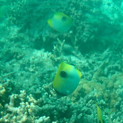 Chaetodon unimaculatus