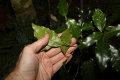 Actephila mooreana
