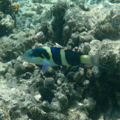 Thalassoma nigrofasciatum