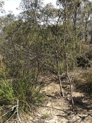 Acacia riceana