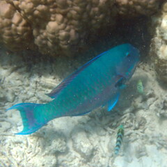 Chlorurus microrhinos