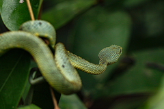 Atheris squamigera