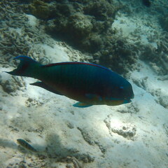 Chlorurus microrhinos